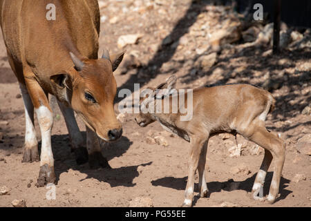 Australia, Northern Territory, Darwin, Crocodylus Park. Southeast Asia wild cattle, Banteng (Bos javanicus) aka Tembadam, newborn calf Stock Photo