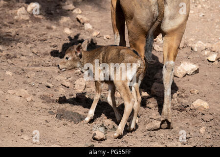 Australia, Northern Territory, Darwin, Crocodylus Park. Southeast Asia wild cattle, Banteng (Bos javanicus) aka Tembadam, newborn calf Stock Photo