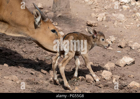 Australia, Northern Territory, Darwin, Crocodylus Park. Southeast Asia wild cattle, Banteng (Bos javanicus) aka Tembadam, newborn calf Stock Photo