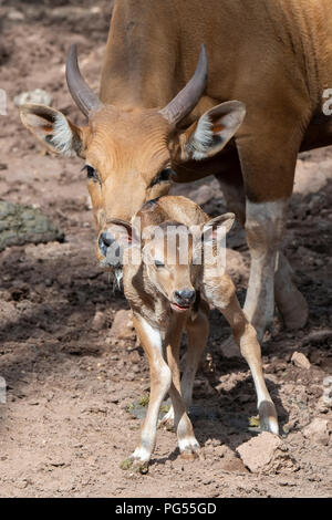 Australia, Northern Territory, Darwin, Crocodylus Park. Southeast Asia wild cattle, Banteng (Bos javanicus) aka Tembadam, newborn calf Stock Photo