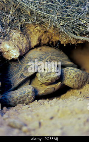 Desert tortoise (Gopherus agassizii) in burrow at Red Cliffs Desert Reserve in SW Utah Stock Photo