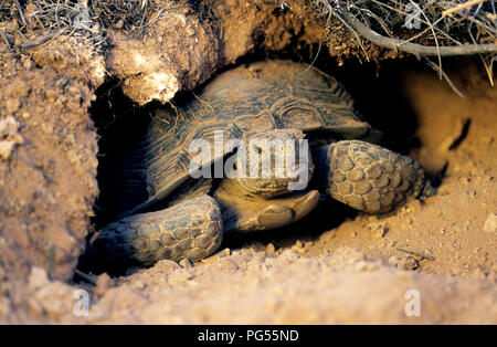 Desert tortoise (Gopherus agassizii) in burrow at Red Cliffs Desert Reserve in SW Utah Stock Photo