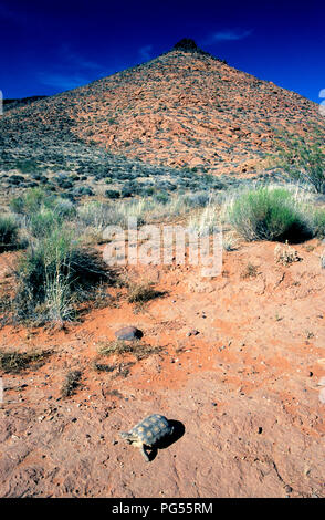 Desert tortoise (Gopherus agassizii) at Red Cliffs Desert Reserve in SW Utah Stock Photo