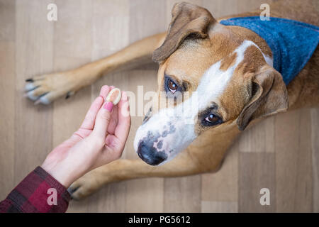 Dog looks up at owner receiving treat from him, top view. Person gives food to a staffordshire terrier puppy in a room Stock Photo