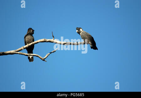 Carnaby's black cockatoo (Calyptorhynchus latirostris), also known as the short-billed black cockatoo, a large cockatoo endemic to southwest Australia. Stock Photo