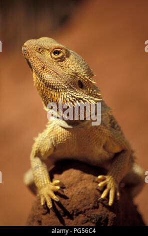 SIDE PROFILE OF AN INLAND BEARDED DRAGON (POGONA VITTICEPS) SITTING ON A ROCK IN THE NORTHERN TERRITORY, AUSTRALIA. Stock Photo