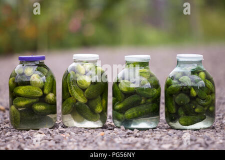 Close-up of four big glass jars with green fresh pickles cucumbers salted in marinade covered with plastic covers on abstract blurred background. Home Stock Photo