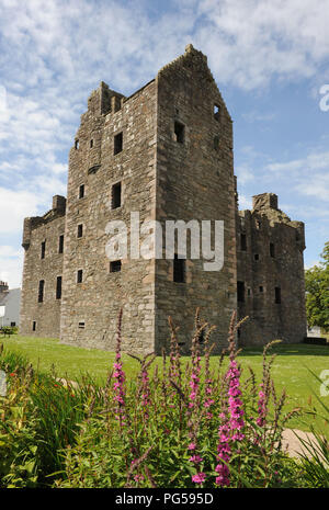 MacLlellan's Castle, Kirkcudbright, Dumfries and Galloway, SW Scotland. Photographed in summer with pink delphiniums in the foreground. Upright format Stock Photo