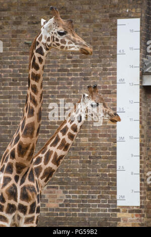 Giraffes stand next to a ruler during the annual weigh-in at ZSL London Zoo. Stock Photo