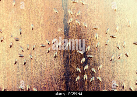 brown rusted steel surface background with relief Stock Photo