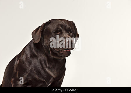 Close-up crying dog face of chocolate labrador isolated on white ...