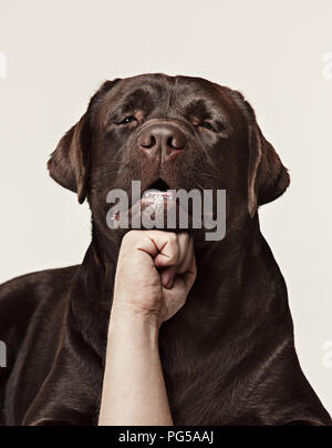 Close-up crying dog face of chocolate labrador isolated on white
