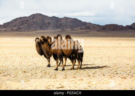 Camels in the steppes of Mongolia. Stock Photo