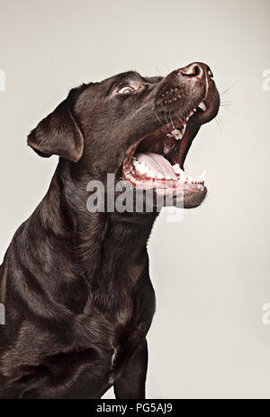 Studio photograph of a Labrador retriever about to catch his treat in ...