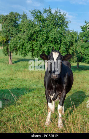 Single young holstein cow in an orchard curious looking at the camera Stock Photo