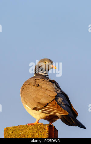 Close up of a dove on a roof against the sky Stock Photo