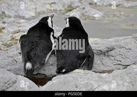 African penguins (Spheniscus demersus) at Stony Point Nature Reserve, Betty's Bay, South Africa.