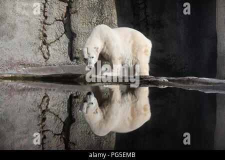 Polar bear and reflection in Portland Zoo