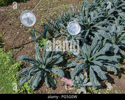 Kale Black Magin growing in an English garden in August and ready to start picking for culinary purposes. Note the suspended reused metal foil pie bas Stock Photo