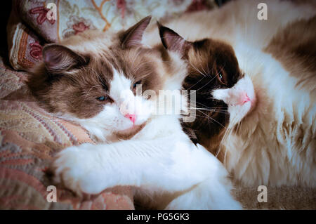 Two young pedigree Ragdoll cats cuddled up together in an easy chair and dozing contentedly in UK Stock Photo