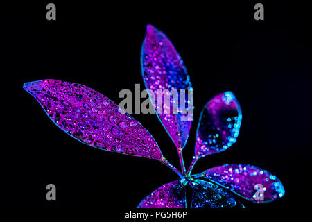 water drops on purple schefflera leaf, isolated on black