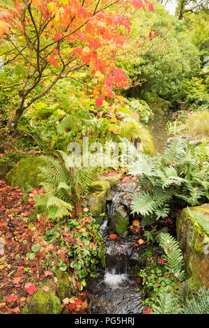 An attractive woodland autumnal landscape in Rosemoor gardens North Devon England UK Stock Photo