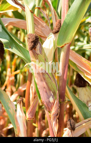 corn cobs in the field in early autumn, ripe corn Stock Photo