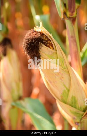 ripe corn cob in front of bokeh background, corn cobs in the field in early autumn Stock Photo