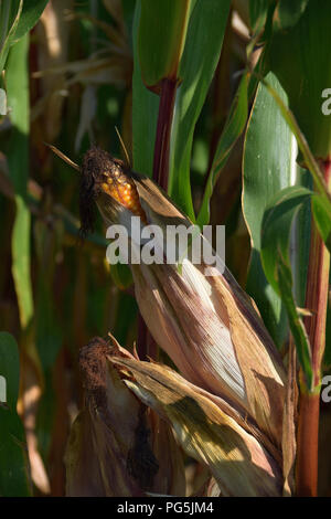 sun shines on ripe corncobs, corn cobs in the field in early autumn Stock Photo