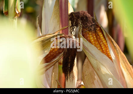 detail shot of two ripe corn cobs, corn cobs in the field in early autumn Stock Photo