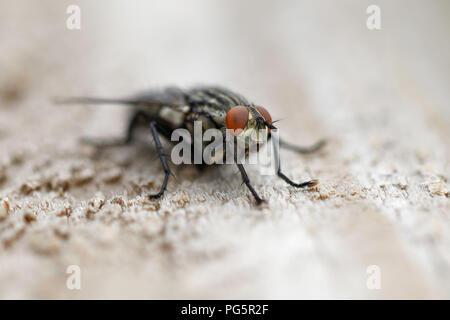 Macro image of a flesh fly viewed from the front Stock Photo