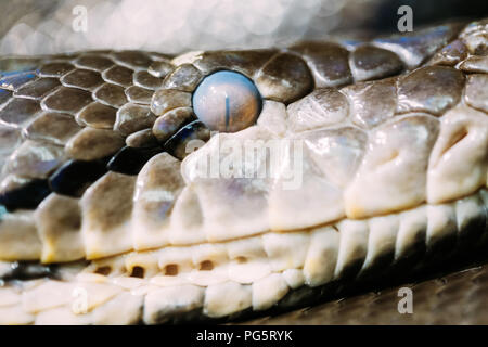 Frontal side view of the head snake Stock Photo