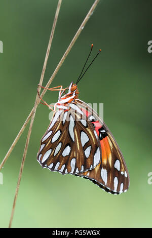 A newly emerged gulf fritillary butterfly. Stock Photo