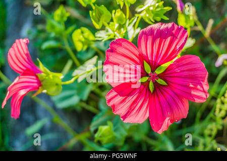 vibrant red hibiscus flower in bloom macro close up Stock Photo