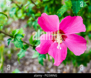 blooming pink hibiscus flower close up macro Stock Photo
