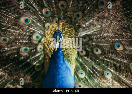 close up view of beautiful peacock with colorful feathers at zoo Stock Photo