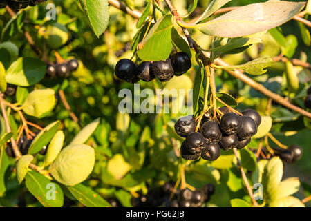 Chokeberry (Aronia melanocarpa) on tree in the orchard Stock Photo