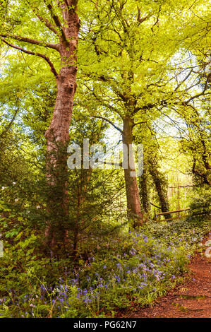 Tall verdant trees with bluebell flowers in Jesmond Dene, Newcastle, England, UK Stock Photo