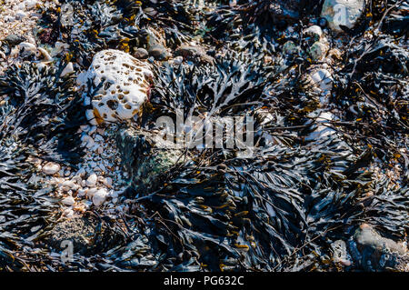 Chalk rock with holes and sea kelp on the beach in Margate, England, UK Stock Photo