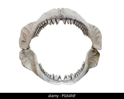 Real jaws of Carcharodon Megalodon, the largest shark to have ever lived on Earth Stock Photo