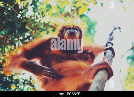 Closeup portrait of a wild Sumatran adult female orangutan climbing up the tree and holding a baby; Bukit Lawang, Sumatra, Indonesia Stock Photo