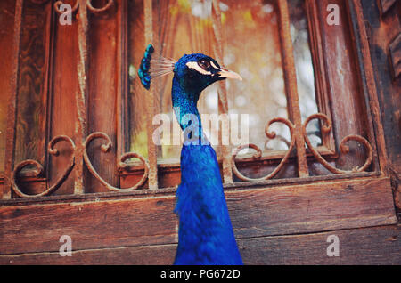 Closeup portrait of a peacock/peafowl Stock Photo