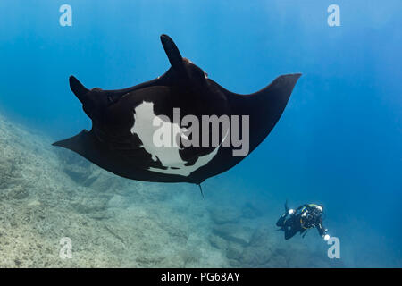Underwater Photographer capturing a Giant Pacific Manta Ray at La Reina, Sea of Cortez, Mexico Stock Photo