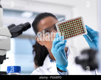 Female scientist preparing a multi well tray containing blood samples for clinical testing in the laboratory Stock Photo