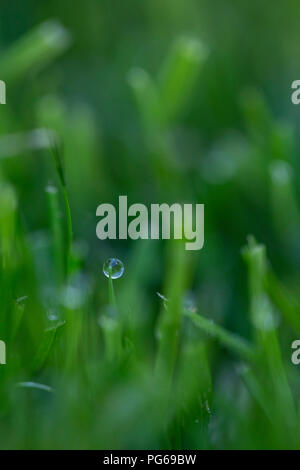 Morning dew on grass Stock Photo