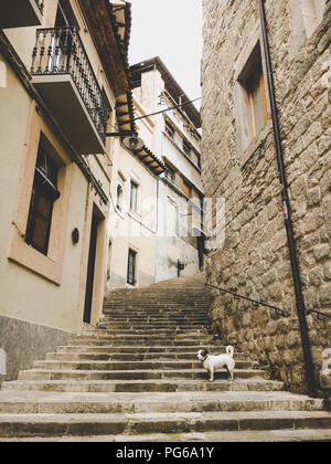 A small breed dog jack russell terrier on an old European street in spain