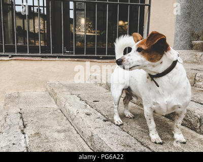 A small breed dog jack russell terrier on an old European street in spain Stock Photo