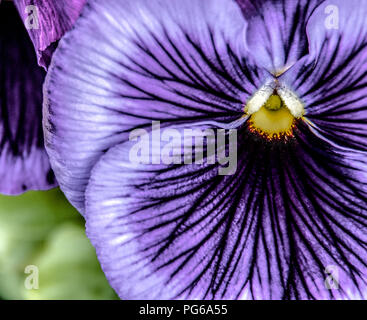 Macro shot of purple Pansies Stock Photo