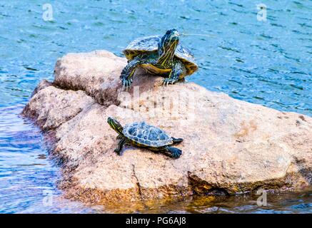 Two Turtles on Rock Stock Photo