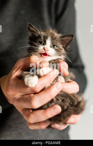 Man's hand holding miaowing kitten Stock Photo